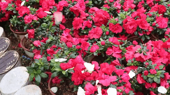 抖圈-为du而生官网入口