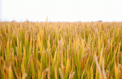 稻谷飘香迎有年|抖圈生产基地奏响丰收乐章