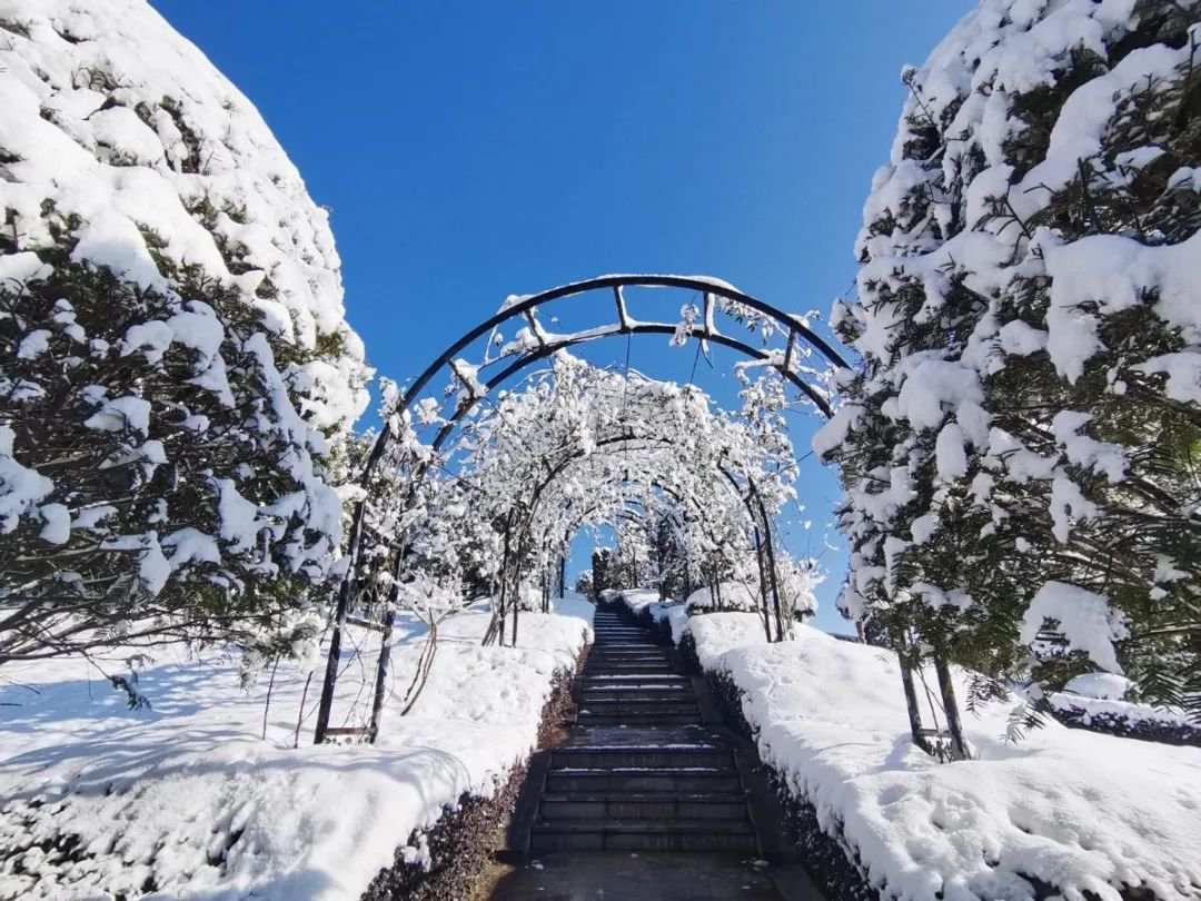 雪落玉龙，三冬含暖。